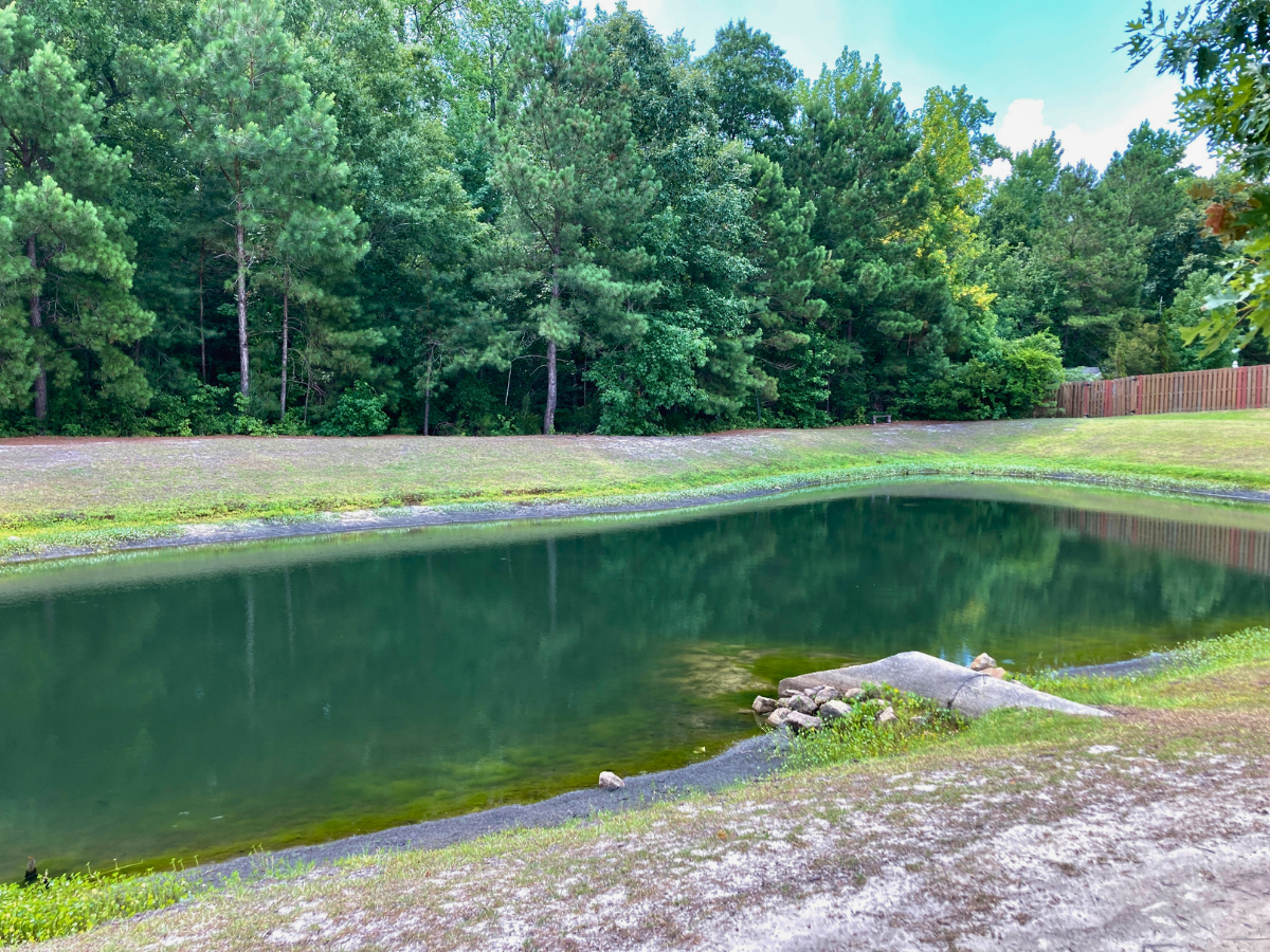 A small pond with green water bordered by a grassy, rocky shore and a dense tree line in the background. A wooden fence runs along the right edge.