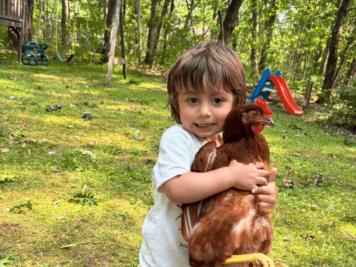 Young child in a white shirt hugs a brown chicken in a sunny backyard with a swing set and slide.