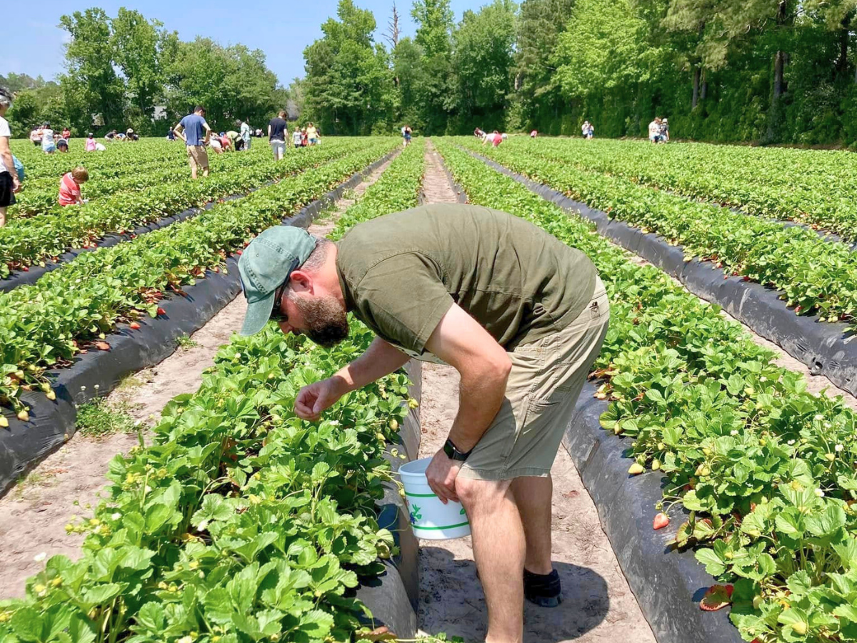 Man bending over strawberry plants in a sunlit field, collecting berries into a bucket with other pickers in the distance.