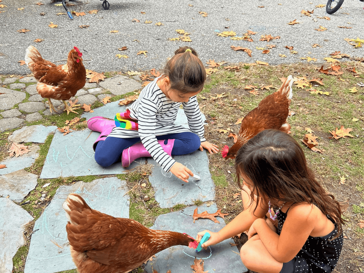 Two young girls sit on stone slabs drawing with chalk while brown chickens wander nearby in a park. OR Two kids drawing with sidewalk chalk on large stepping stones as chickens peck at the ground around them in autumn leaves.