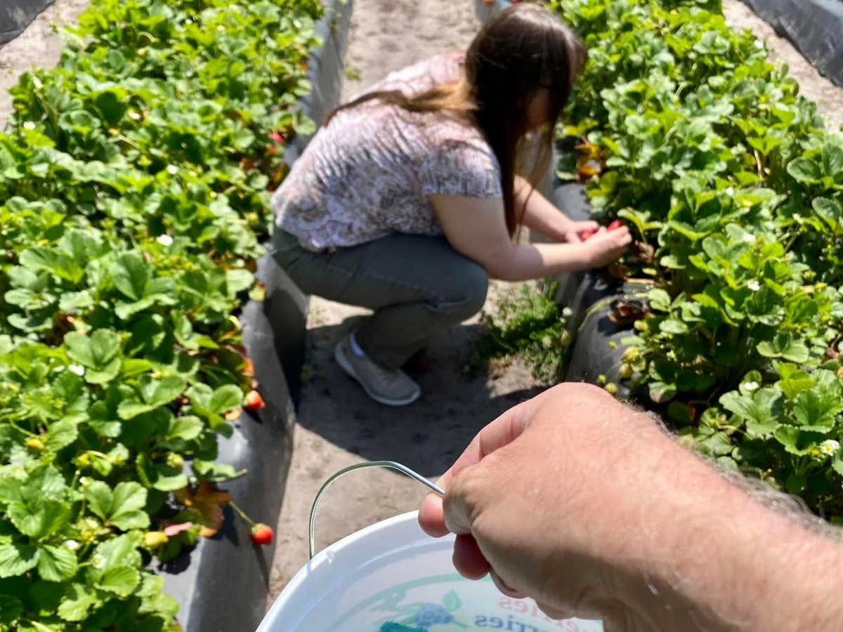 Person crouching in a strawberry field picking ripe berries into a white bucket.
