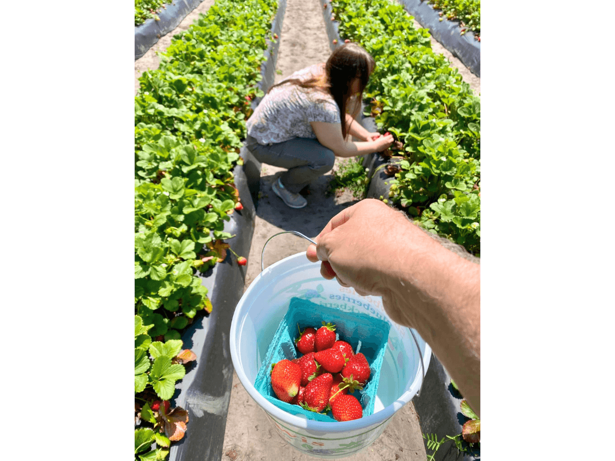 Person crouching between strawberry rows, picking ripe strawberries into a white bucket.