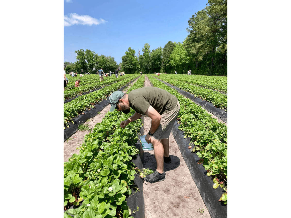 Man bending over strawberry plants in a sunny field, bucket in hand, harvesting berries amidst long rows.
