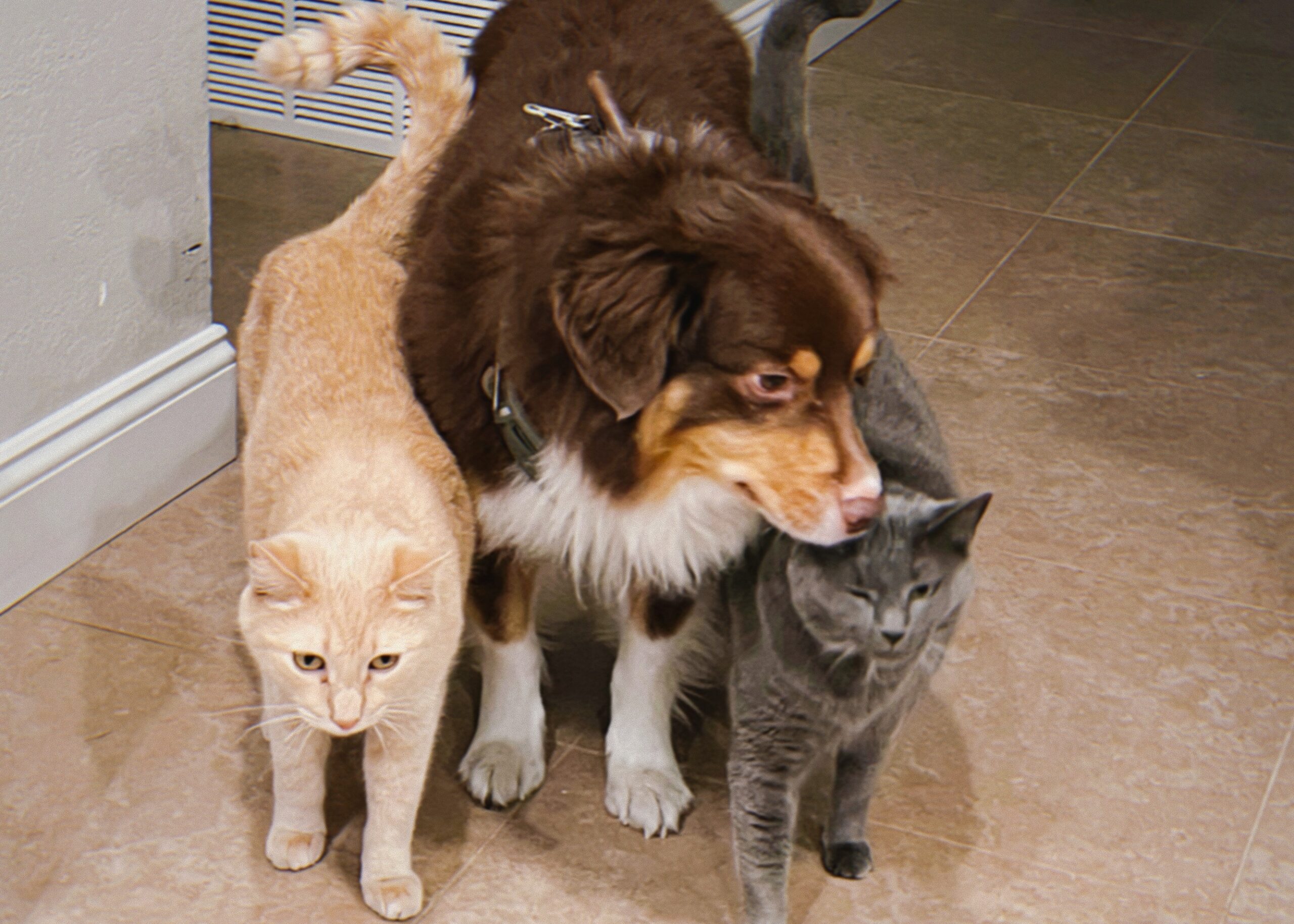 Three pets—a tan cat on the left, a brown dog in the center, and a gray tabby cat on the right—sit together on a tiled floor indoors.