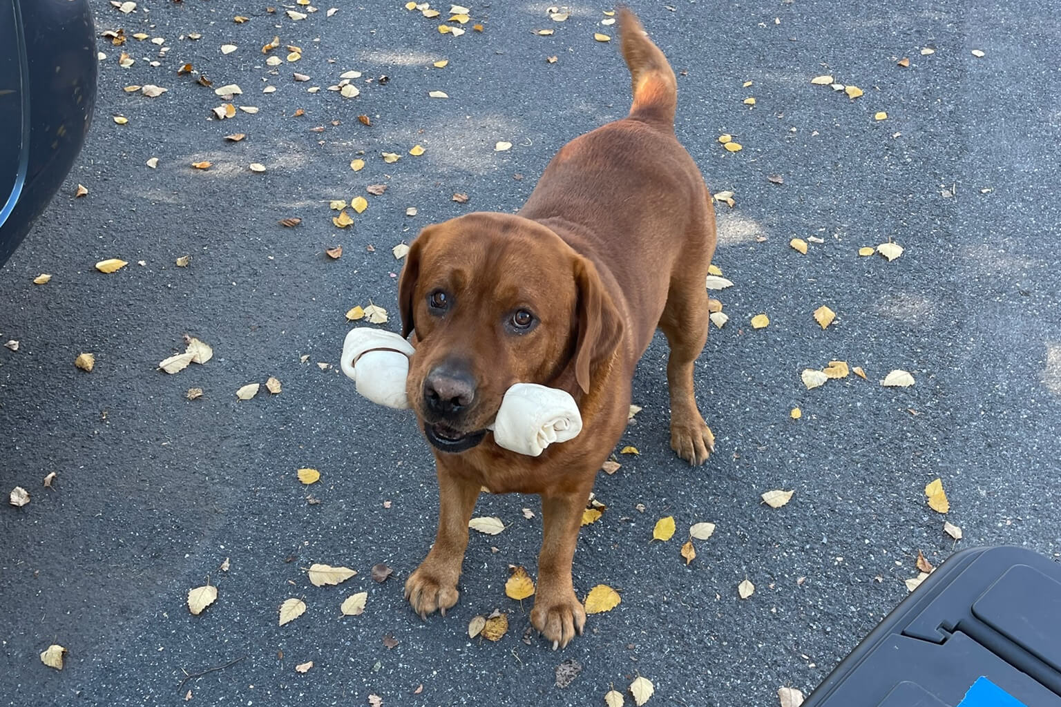 Brown dog standing on a leaf-strewn asphalt driveway with a white bone chew in its mouth.