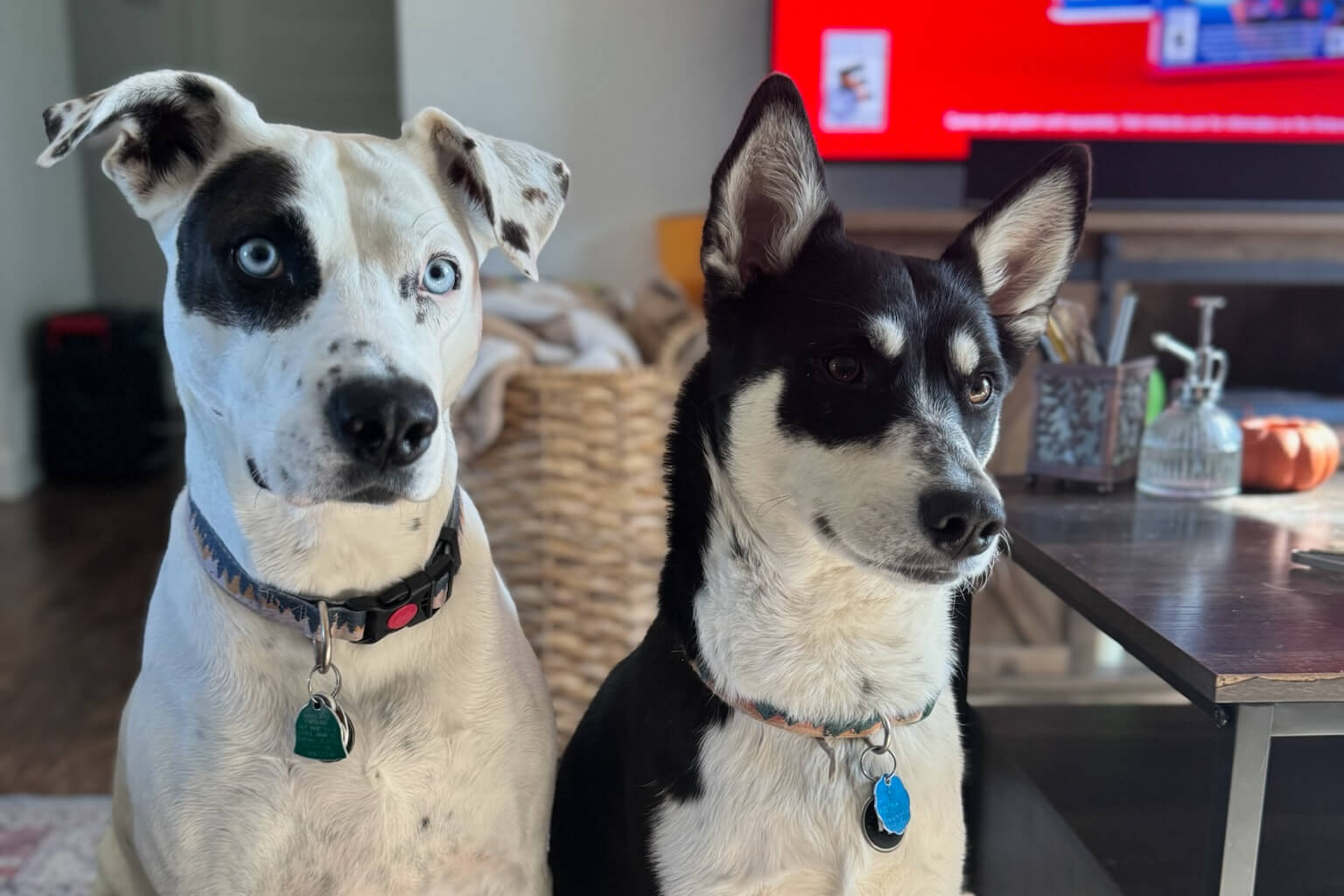 Two dogs sit indoors side by side, one with blue eyes and a black patch, the other black and white with upright ears, wearing collars with tags.