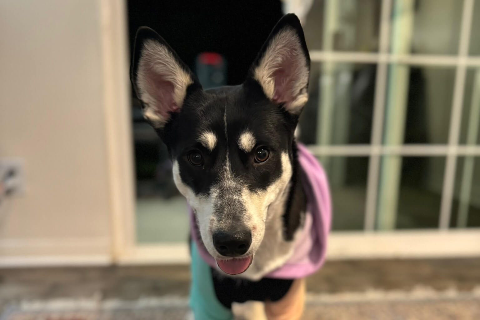 Black and white dog with perky ears wearing a pastel pink and teal hoodie, looking at the camera with its tongue out.