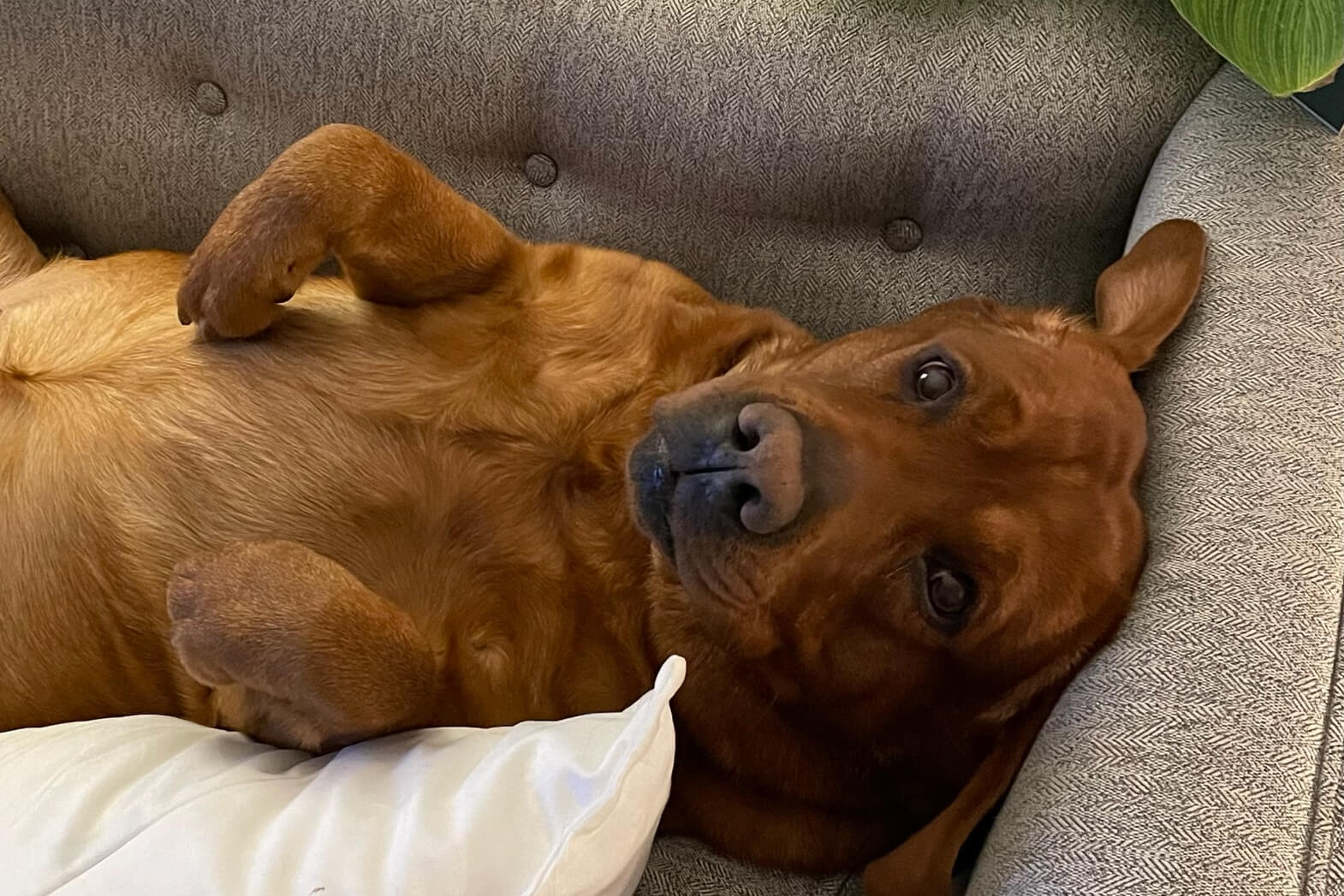 Brown dog lying on its back on a gray couch, looking at the camera with a relaxed expression and a white pillow nearby