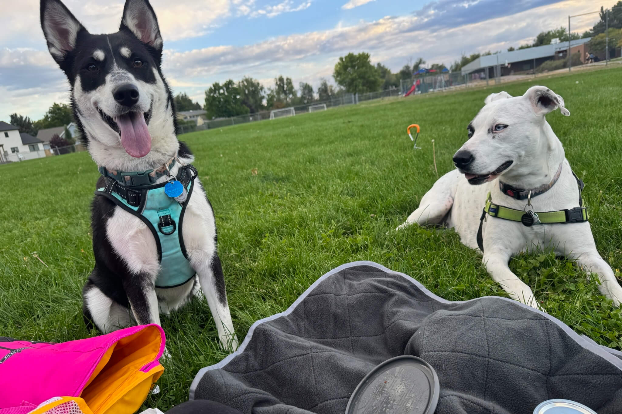 Two dogs sit on the grass in a park: a black-and-white dog with a teal harness and tongue out on the left, and a white dog with a blue eye on the right.