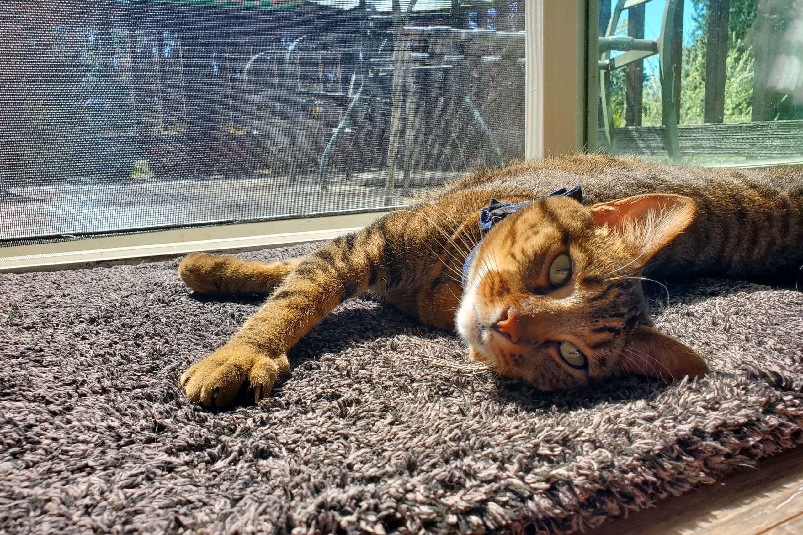 Brown tabby cat lying on a shaggy brown rug by a screened window, sunlit and relaxed.