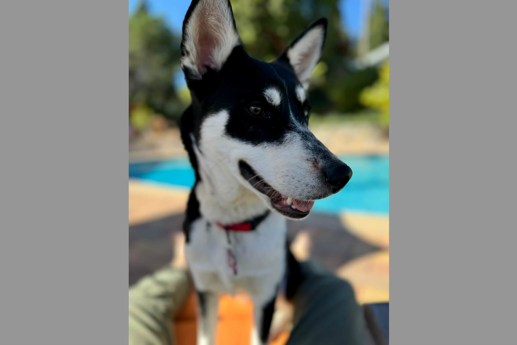 Close-up of a black-and-white dog with a red collar, smiling outdoors by a pool.