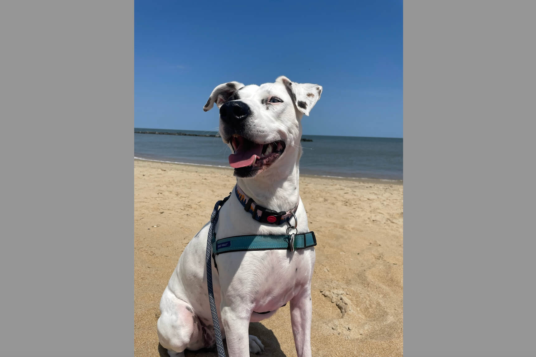 White dog with black spots wearing a teal harness, smiling on a sandy beach with blue ocean and clear sky behind him