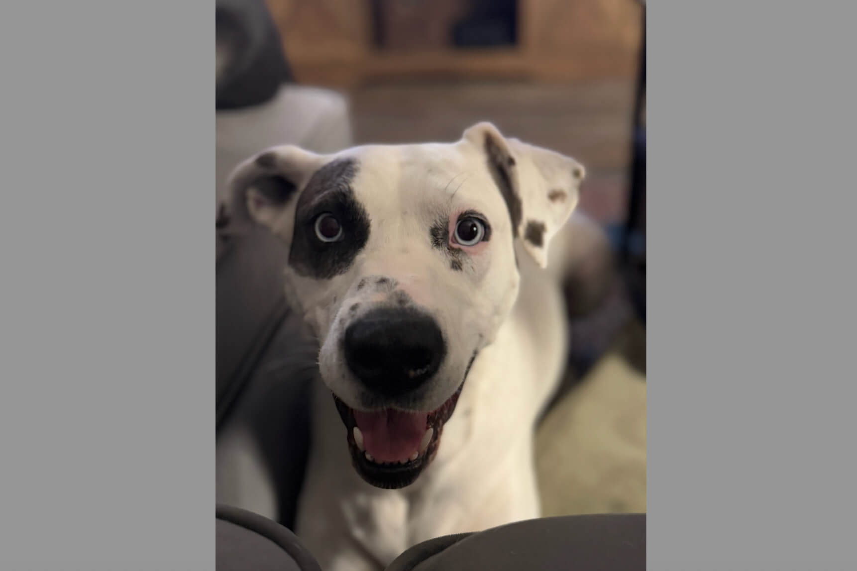 Happy white dog with black patches, smiling with tongue out, close-up indoors.”] ,