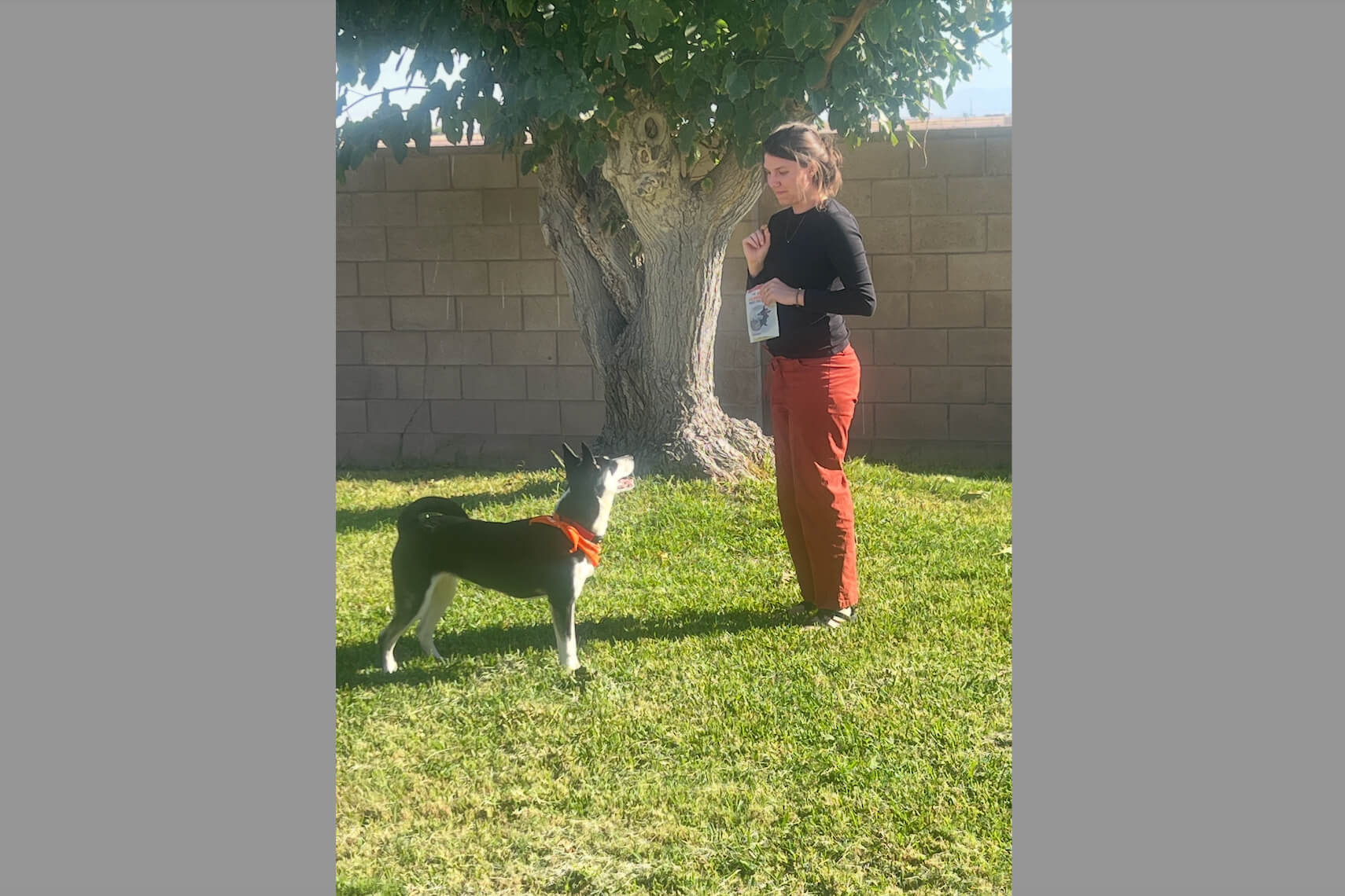 Woman in a black top and red pants stands beside a tree in a yard, looking at a black-and-white dog wearing an orange collar that is looking up at her.