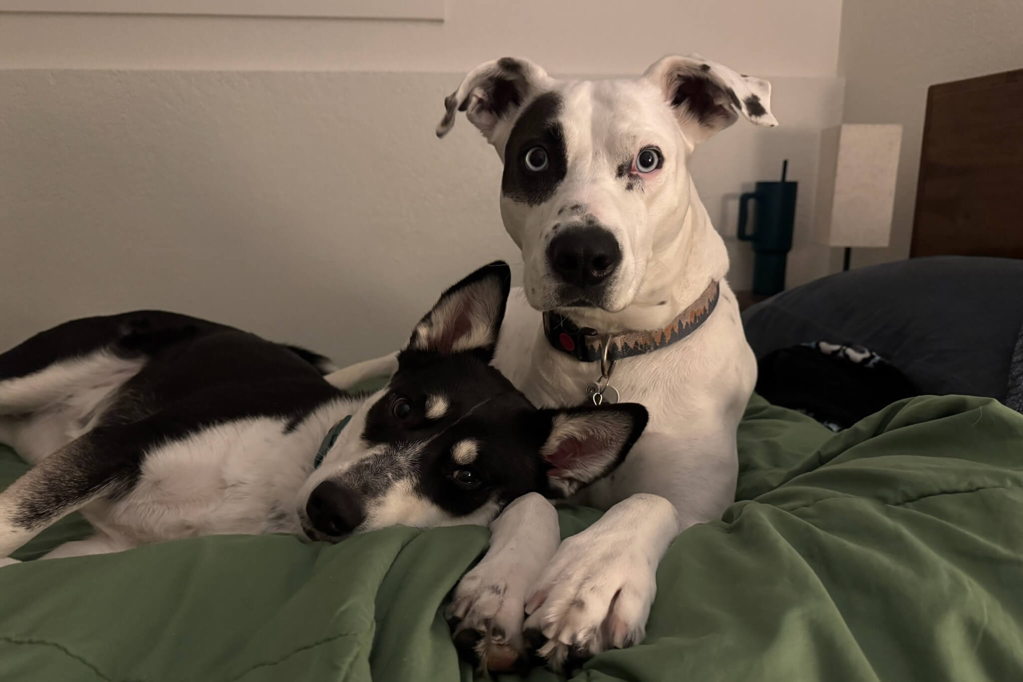 Two dogs cuddling on a green blanket in a bedroom; a white dog with a black eye patch and blue eye sits upright while a black-and-white puppy rests beside it.