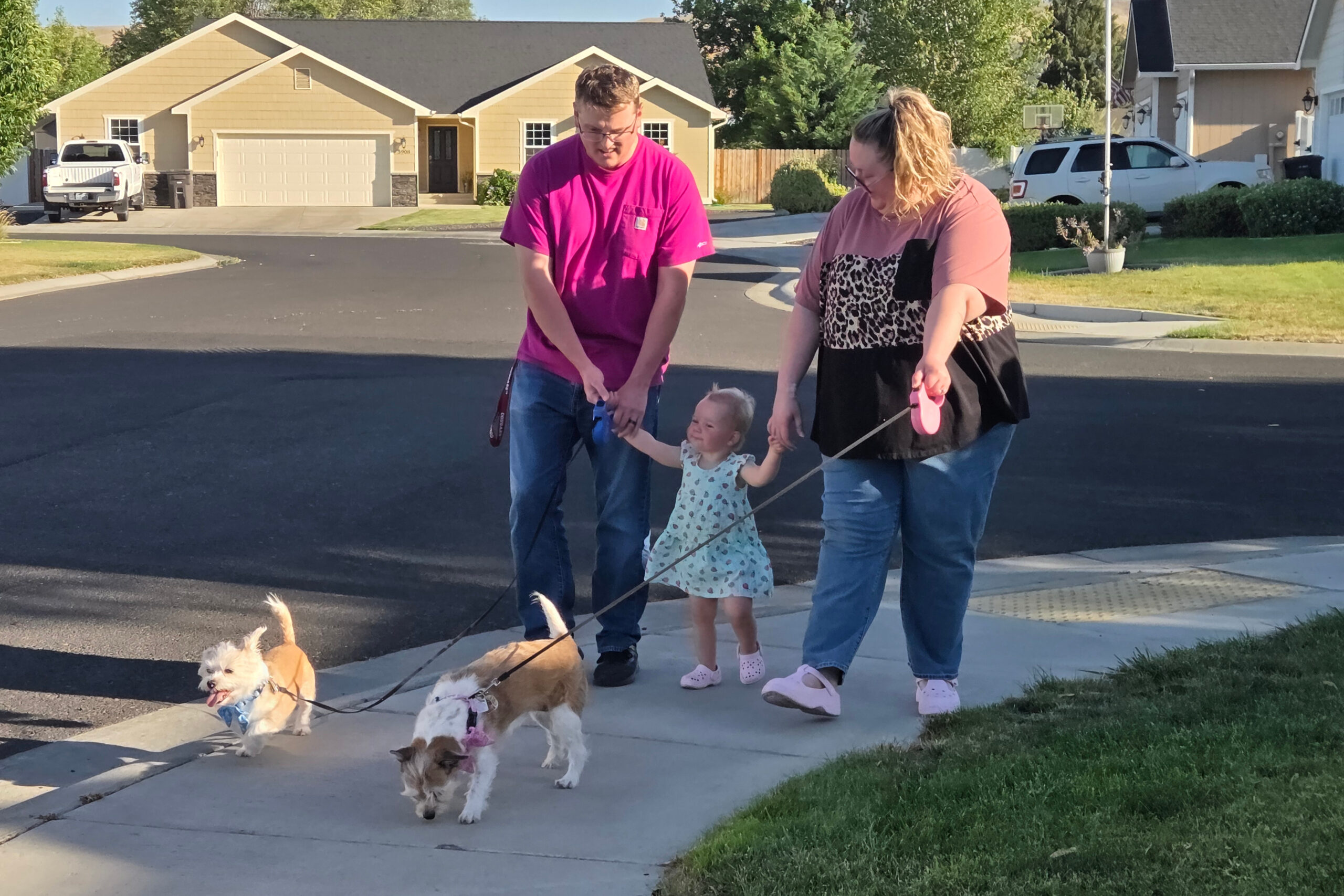 Family of two adults and a toddler walking four small dogs on leashes along a suburban sidewalk at a sunny day.