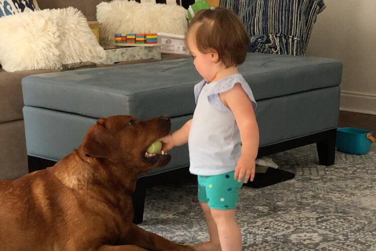 Young girl standing indoors offers a green ball to a brown dog lying on a blue rug near a sofa.
