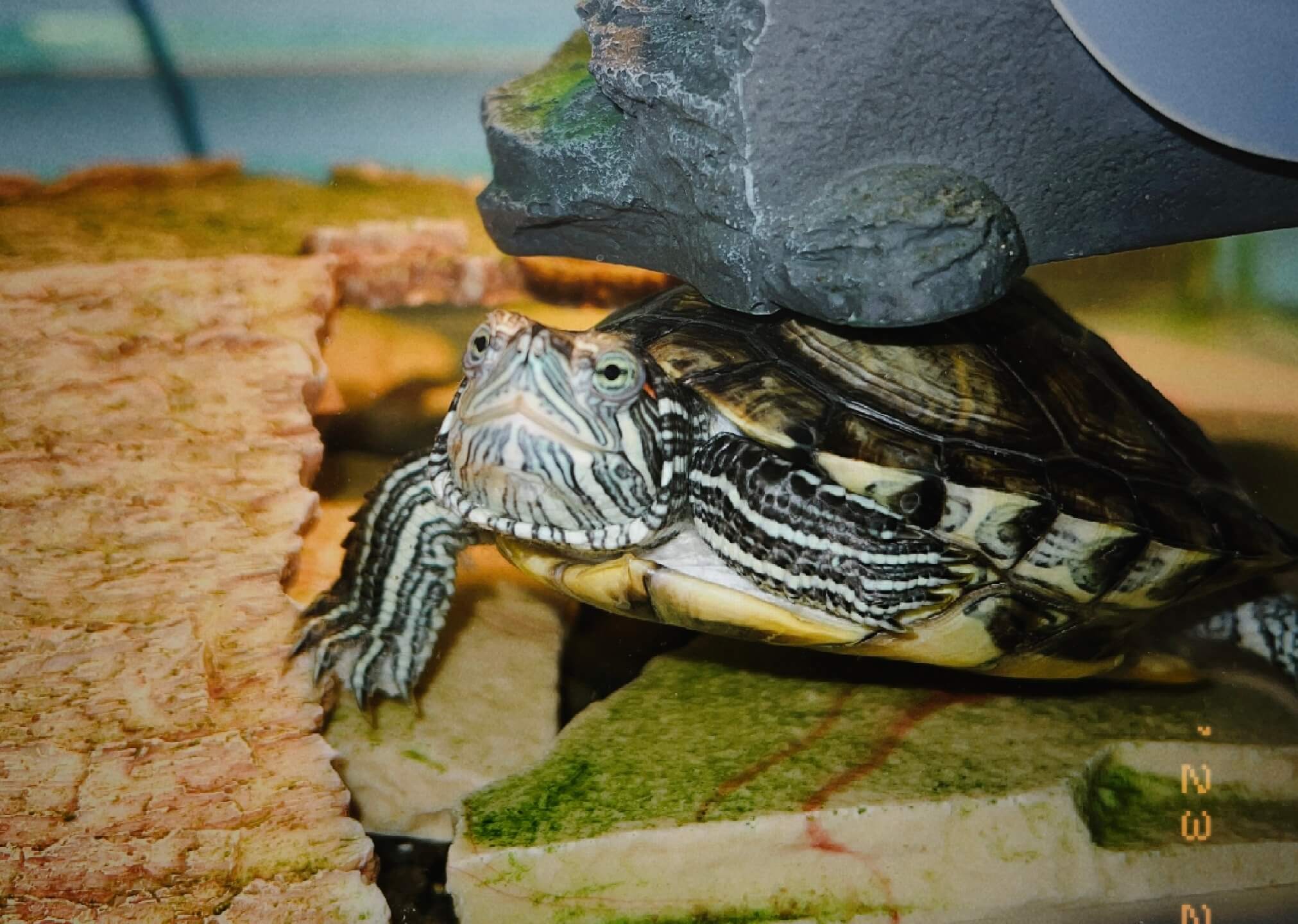 Young turtle peeking out from under a dark rock in a glass terrarium; striped pattern on its neck and head visible