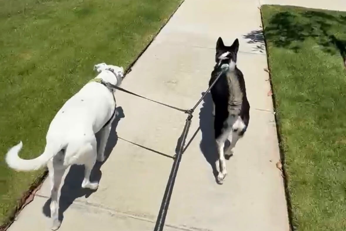 Two dogs on leashes walk side by side along a sunny sidewalk. The white dog is in front, with a black-and-white dog beside it.",