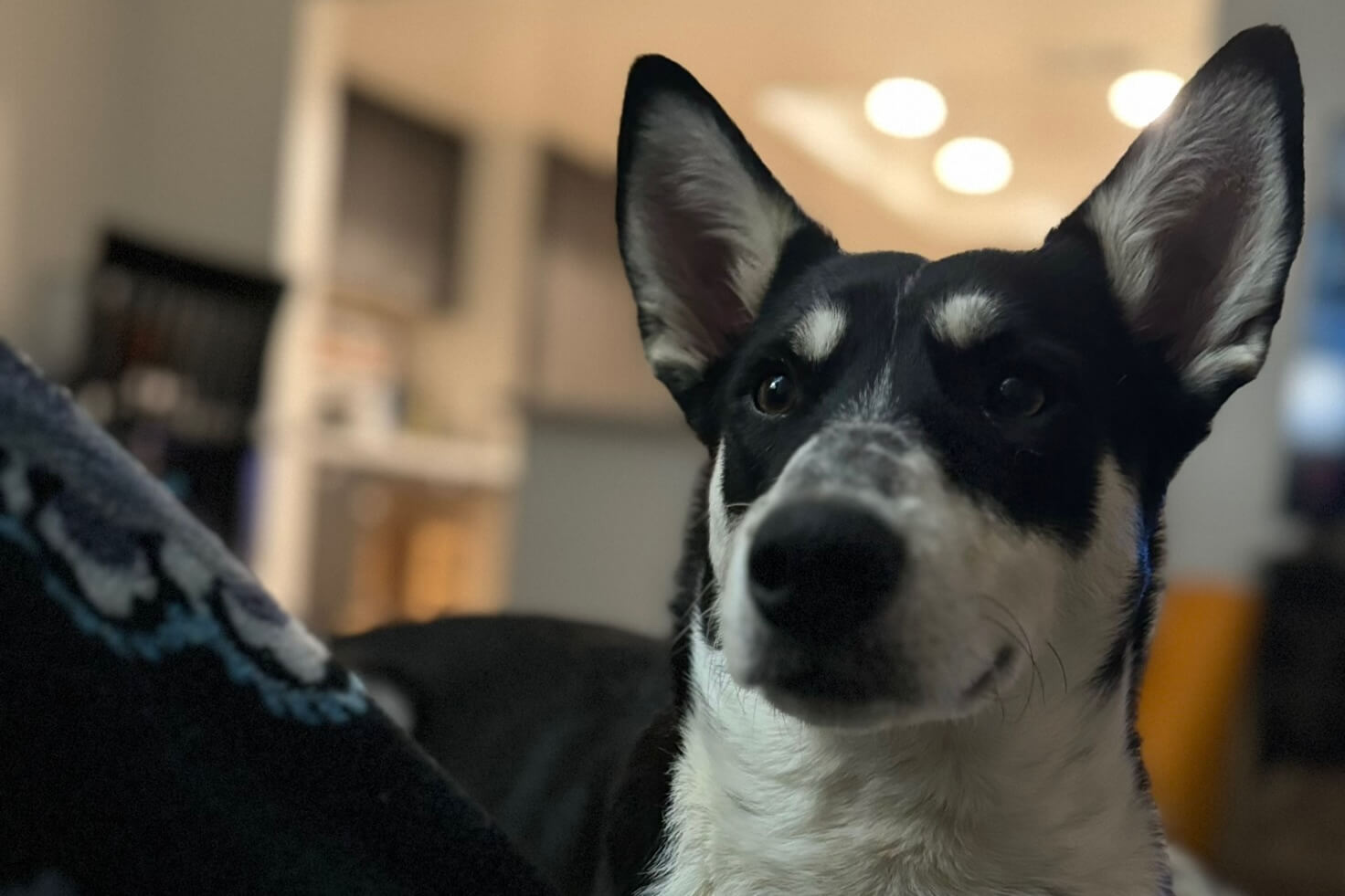 Close-up of a black-and-white dog with large ears, indoors and looking at the camera.