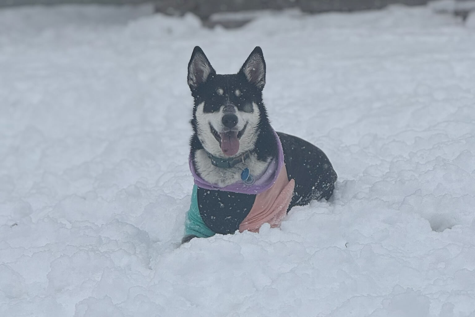 Husky dog wearing a multicolored jacket sits in deep snow, tongue out and smiling at the camera.