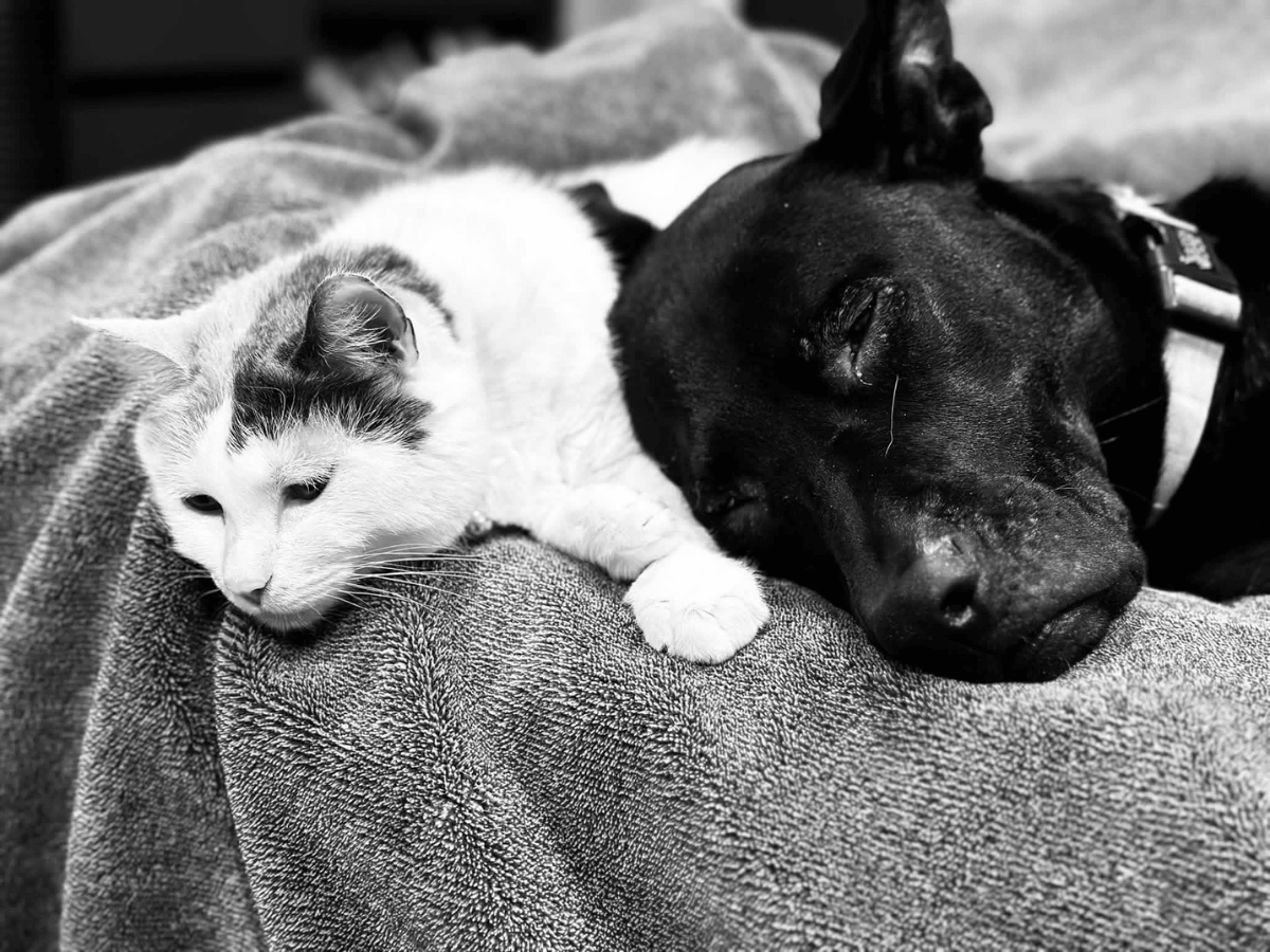 Cat and dog cuddled together, asleep on a soft blanket.
