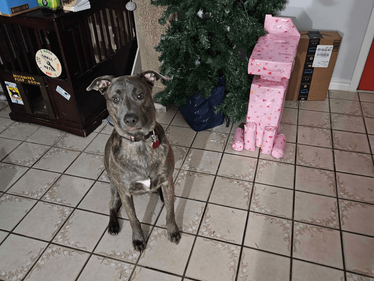 Brindle dog sitting on tiled floor next to a Christmas tree and pink gift boxes