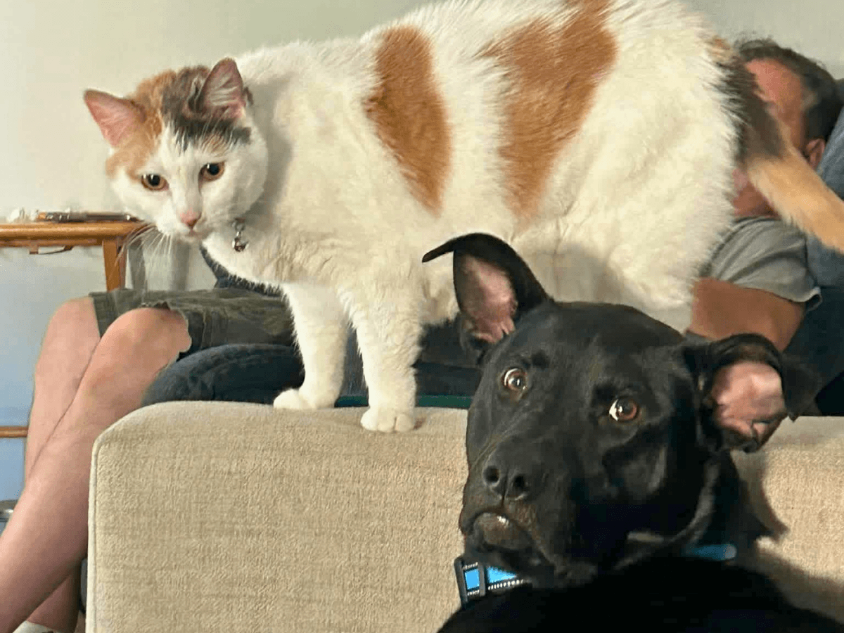Calico cat perched on the sofa back next to a surprised black dog indoors.