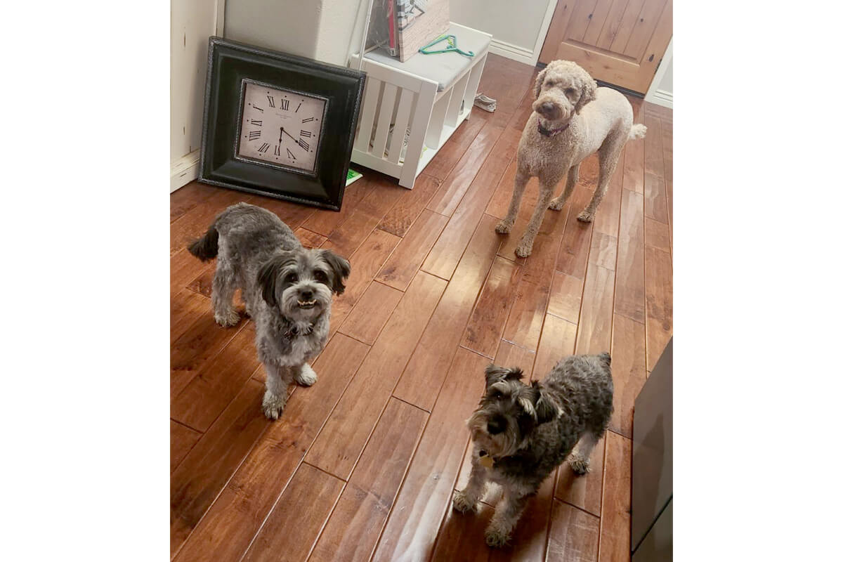 Three dogs stand on a glossy wooden floor indoors, with a large clock propped against the wall and a white side table nearby.