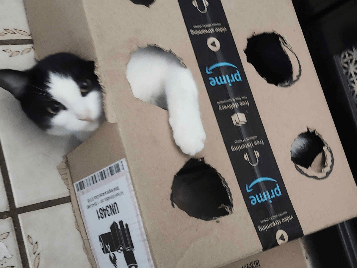 Black and white cat poking its head and paw through holes in a cardboard Amazon Prime box on a tiled floor.