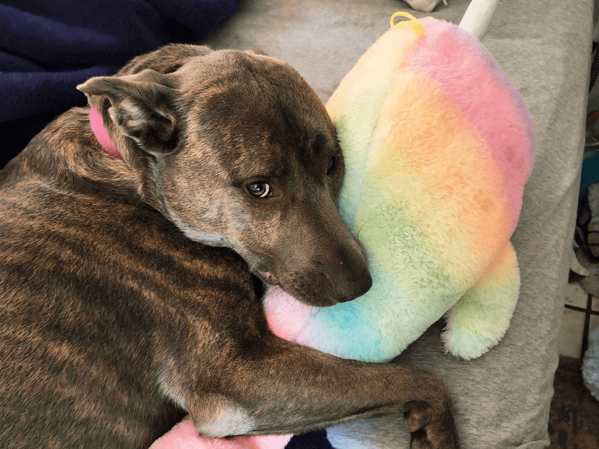 Brown brindle dog with a pink collar snuggling a pastel rainbow plush pillow on a gray couch.