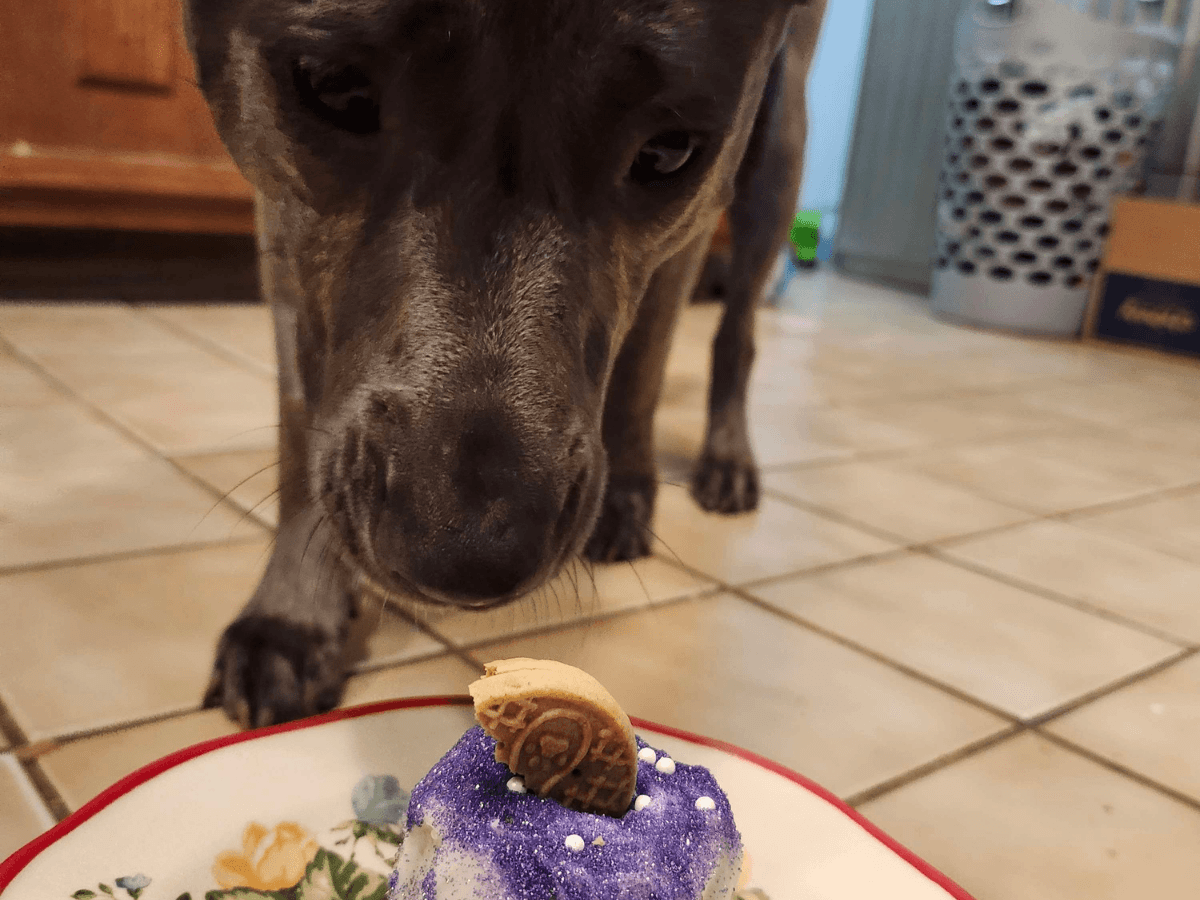 Dog sniffing a purple frosted cupcake with a biscuit on top on a decorative plate on a tiled floor.