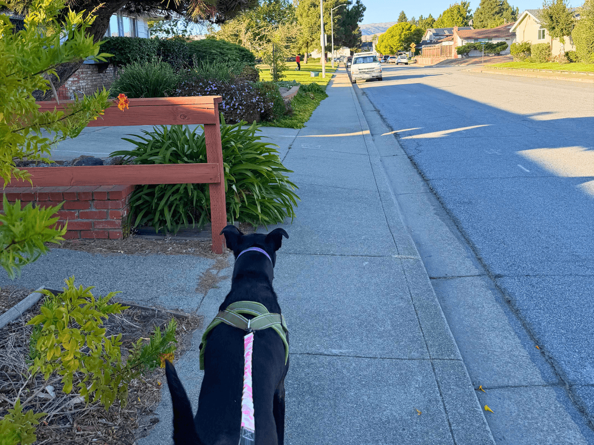 Black dog in a green harness walking on a sidewalk along a suburban street, pink leash visible, facing away from the camera toward houses and greenery.