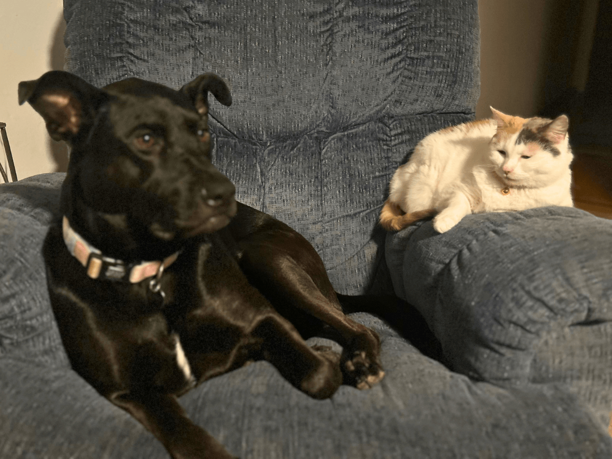Black dog with a pink collar relaxing on a blue couch beside a white calico cat resting on the armrest.