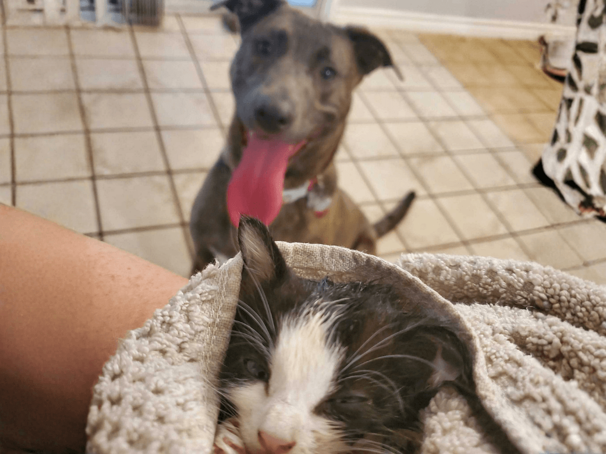 Kitten cuddled in a beige blanket in the foreground, with a dog panting happily in the background on a tiled floor.