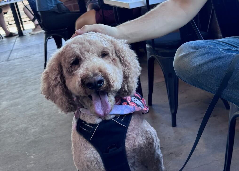 Curly-haired dog wearing a black harness and red bandana, panting with tongue out as a person pets its head at an outdoor cafe patio.